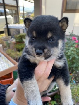 柴犬(豆柴)【大分県・男の子・2020年11月6日・黒】の写真「♡希少な黒、ハンサムボーイです♡」