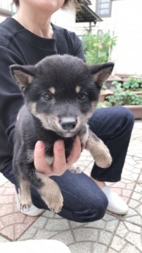 柴犬(豆柴)【大分県・女の子・2019年7月26日・黒】の写真「丸顔で可愛い女の子です‼︎」
