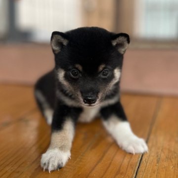 柴犬(豆柴)【大分県・男の子・2024年8月11日・黒】の写真「希少な黒豆柴☆小さな可愛い男の仔☆」