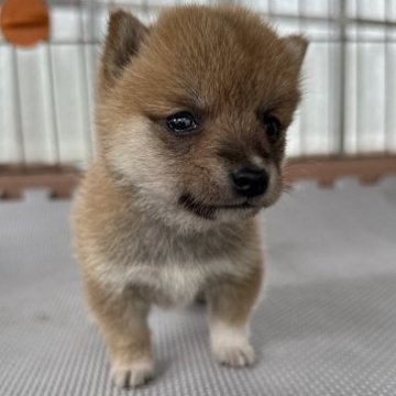 柴犬(豆柴)【大分県・男の子・2023年5月6日・赤】の写真「小ぶりな可愛い男の仔♡」