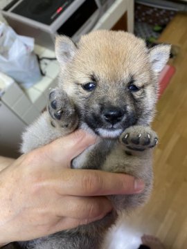 柴犬(豆柴)【大分県・男の子・2020年6月10日・赤】の写真「丸くて可愛い豆柴ちゃんです☆」