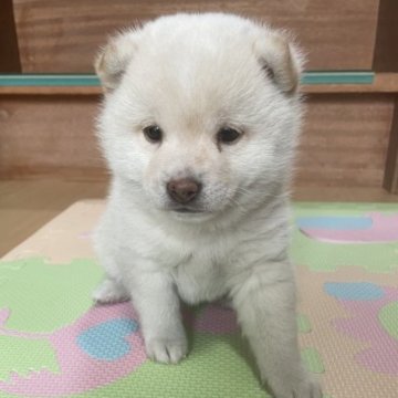 柴犬(豆柴)【大分県・男の子・2022年12月27日・白】の写真「☆白熊みたいに可愛いムチムチ男の仔☆」