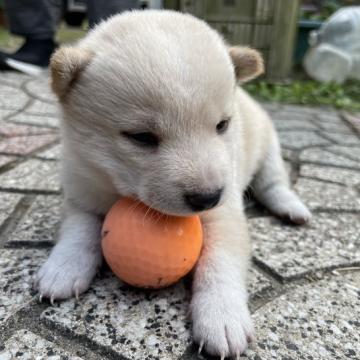 柴犬(豆柴)【大分県・男の子・2022年10月10日・白】の写真「希少な白☆可愛い男の仔☆」