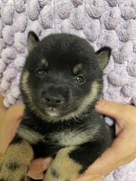 柴犬(豆柴)【大分県・女の子・2021年6月14日・黒】の写真「♡希少な黒、とても可愛い女の仔♡」