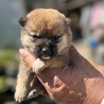 柴犬(豆柴)【大分県・男の子・2024年2月18日・赤】の写真「☆とっても可愛い男の仔☆」