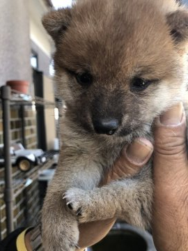 柴犬(豆柴)【大分県・男の子・2020年3月10日・赤】の写真「瞳がクリクリの可愛い男の仔です☆」