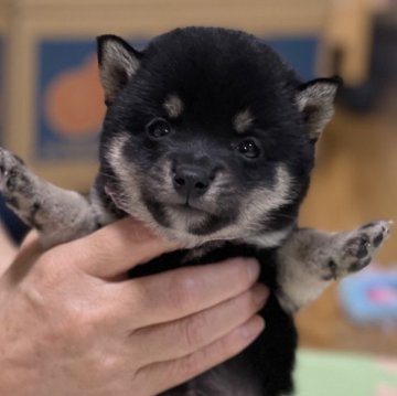 柴犬(豆柴)【大分県・女の子・2024年5月26日・黒】の写真「希少な黒豆柴☆可愛い女の仔☆」