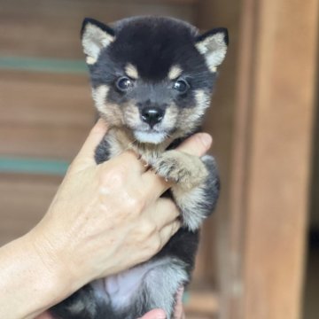 柴犬(豆柴)【大分県・男の子・2024年8月11日・黒】の写真「希少な黒豆柴☆小ぶりの可愛い男の仔☆」