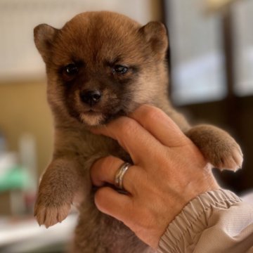 柴犬(豆柴)【大分県・女の子・2023年11月16日・赤】の写真「♡穏やかな性格の可愛い女の仔♡」