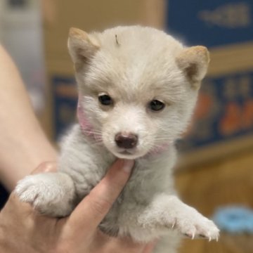 柴犬(豆柴)【大分県・女の子・2024年4月24日・白】の写真「希少な白豆柴♡可愛い顔の女の仔♡」