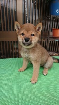 柴犬(豆柴)【大分県・男の子・2018年5月27日・赤】の写真「両親豆柴認定済。人懐っこくて甘えん坊な可愛い仔です」