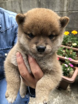 柴犬(豆柴)【大分県・男の子・2020年4月23日・赤】の写真「可愛い顔の男の仔です☆」