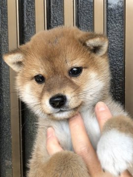 柴犬(豆柴)【大分県・男の子・2020年1月10日・赤】の写真「可愛い顔の男の仔です☆」