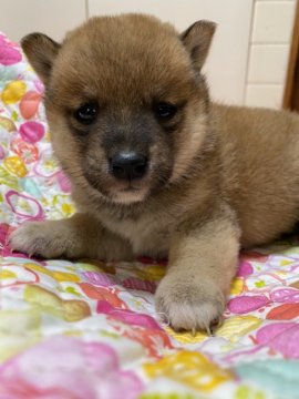 柴犬(豆柴)【大分県・女の子・2020年2月14日・赤】の写真「お目めパッチリの美人さんです♡」