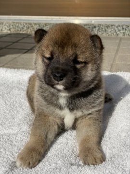 柴犬(豆柴)【大分県・女の子・2021年11月20日・赤】の写真「☆穏やかな可愛い女の仔☆」
