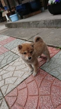 柴犬(豆柴)【大分県・女の子・2018年3月7日・赤】の写真「極小豆柴  とても可愛いです」
