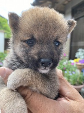 柴犬(豆柴)【大分県・女の子・2020年4月20日・赤】の写真「お目々クリクリの可愛い女の仔です♡」