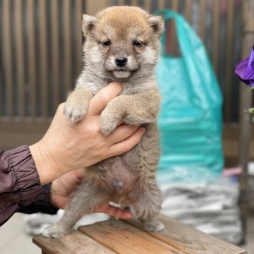 柴犬(豆柴)【大分県・男の子・2023年12月3日・赤】の写真「タレ目が可愛い男の仔♡」