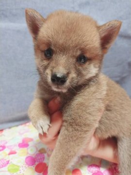 柴犬(豆柴)【大分県・女の子・2019年8月5日・赤】の写真「優しい女の子です」