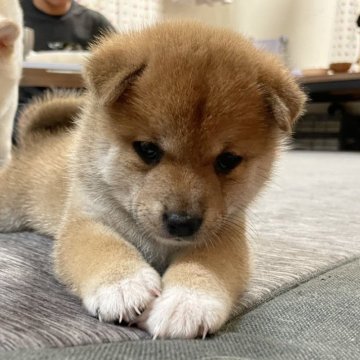 柴犬(豆柴)【大分県・男の子・2024年9月9日・赤】の写真「☆ぽっちゃり可愛い男の仔☆」