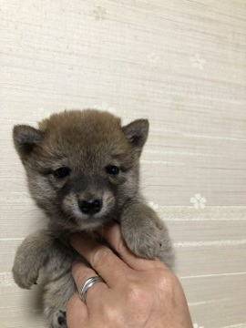 柴犬(豆柴)【大分県・女の子・2020年2月24日・赤】の写真「小ぶりで可愛い女の仔です☆」