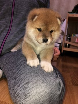 柴犬(豆柴)【大分県・男の子・2020年1月10日・赤】の写真「丸々として愛嬌のある男の子です★」