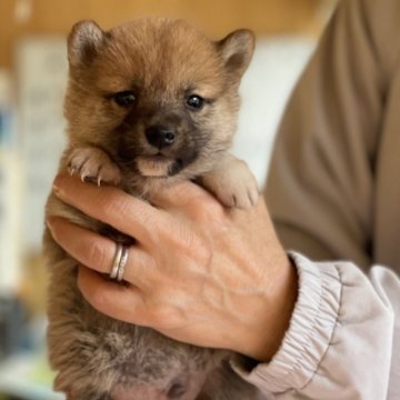 柴犬(豆柴)【大分県・男の子・2023年11月16日・赤】の写真「♡靴下履いた可愛い男の仔♡」