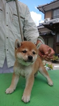 柴犬(豆柴)【大分県・男の子・2018年7月14日・赤】の写真「両親豆柴認定済。人懐っこくて甘えん坊な可愛い仔です」