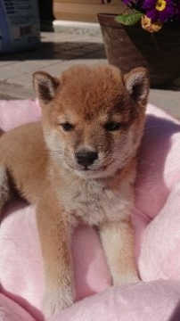 柴犬(豆柴)【大分県・男の子・2018年12月2日・赤】の写真「両親豆柴済です。可愛い赤の豆柴ちゃんです。」