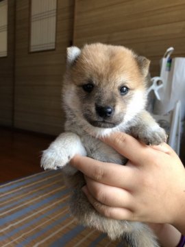 柴犬(豆柴)【大分県・男の子・2019年7月18日・赤】の写真「とても可愛らしい顔をしていて、人懐っこい仔犬です!」