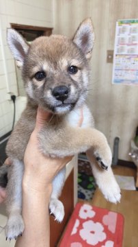 柴犬(豆柴)【大分県・女の子・2020年7月3日・赤】の写真「とっても穏やかな優しい仔です☆」