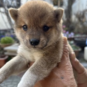 柴犬(豆柴)【大分県・男の子・2022年12月11日・赤】の写真「♡モッチリ可愛い男の仔♡」