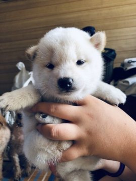 柴犬(豆柴)【大分県・男の子・2019年7月11日・白】の写真「珍しい白の豆柴ちゃんです!!」