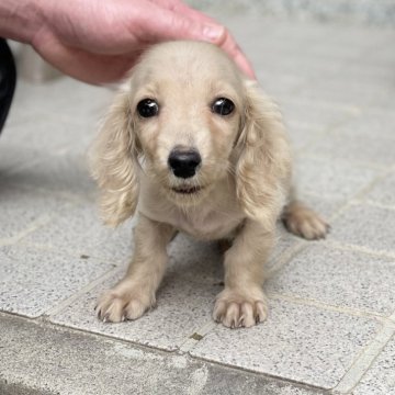 ミニチュアダックスフンド(ロング)【大分県・男の子・2023年9月26日・ゴールド】の写真「目がクリクリの可愛い男の仔♡」