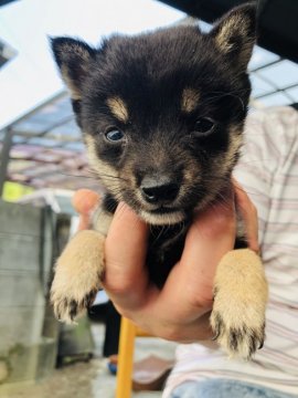 柴犬(豆柴)【大分県・男の子・2019年4月19日・黒】の写真「極小豆柴です。とても可愛らし男の子です(^-^)」