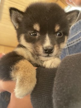 柴犬(豆柴)【大分県・女の子・2022年11月10日・黒】の写真「♡目がクリクリの可愛い女の仔♡」