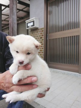 柴犬(豆柴)【大分県・女の子・2019年9月22日・白】の写真「とっても可愛い白の赤ちゃんです‼︎」