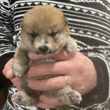 柴犬(豆柴)【大分県・女の子・2023年2月4日・赤】の写真「♡目がクリクリの可愛い女の仔♡」