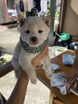 柴犬(豆柴)【大分県・男の子・2021年8月6日・白】の写真「♡甘えん坊な可愛い男の仔♡」