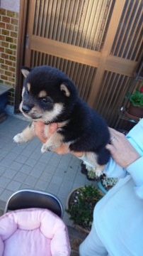 柴犬(豆柴)【大分県・女の子・2019年4月3日・黒】の写真「穏やかな可愛らしい仔犬です。極小サイズです!!」