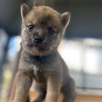 柴犬(豆柴)【大分県・女の子・2023年5月27日・赤】の写真「♡目がクリクリな可愛い女の仔♡」