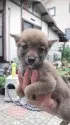 豆柴【大分県・女の子・2019年8月12日・赤】の写真1「10／23撮影」