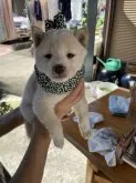 豆柴【大分県・男の子・2021年8月6日・白】の写真1