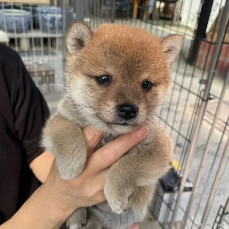 ID:2211-01981の子犬