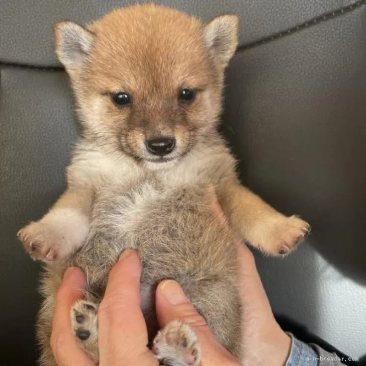 ID：2212-00599の子犬