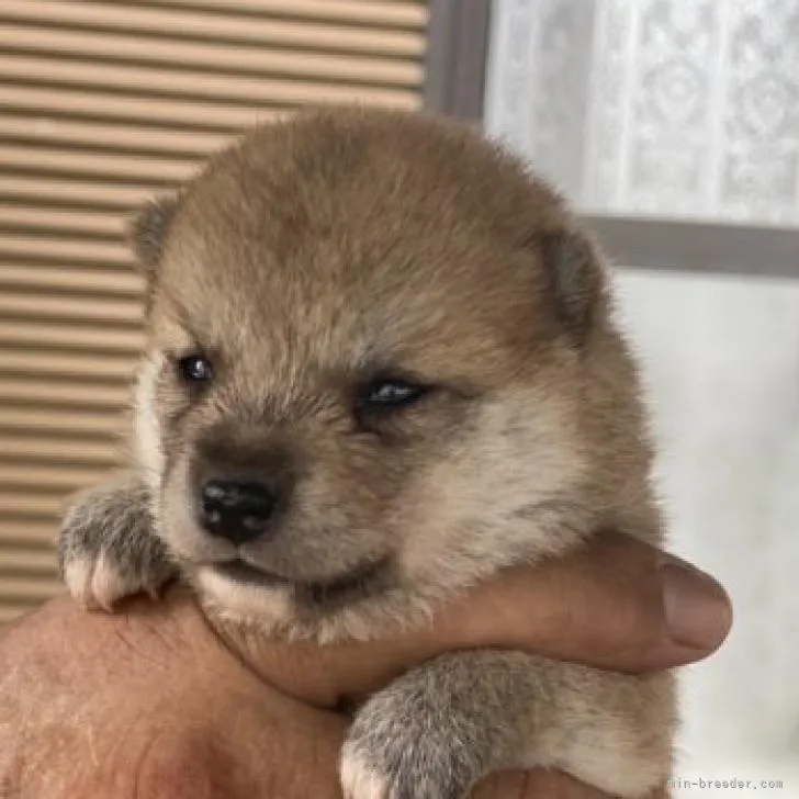 ID：2208-03705の子犬