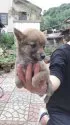 豆柴【大分県・女の子・2019年8月12日・赤】の写真2