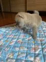 豆柴【大分県・男の子・2020年9月9日・赤】の写真2