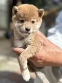 豆柴【大分県・男の子・2024年1月13日・赤】の写真3