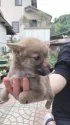 豆柴【大分県・女の子・2019年8月12日・赤】の写真3
